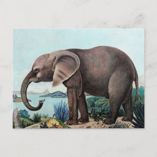Der afrikanische Elefant oder der afrikanische Ele Postkarte