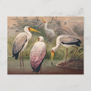 Der Afrikanische Holz-Ibis von Joseph Wolf Postkarte