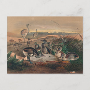 Der amerikanische Nandu von Joseph Wolf Postkarte