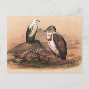 Der Angolanische Geier von Joseph Wolf Postkarte