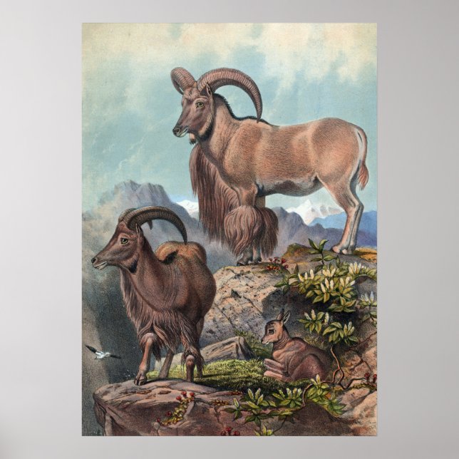 Der Aoudad von Joseph Wolf Poster (Vorne)