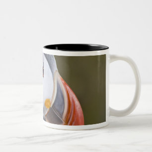 Der Atlantik-Papageientaucher, ein pelagischer See Zweifarbige Tasse