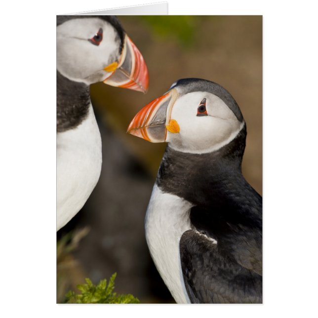 Der Atlantische Puffin (Vorne)