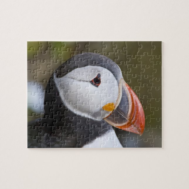 Der Atlantische Puffin, ein pelagischer Seevögel (Horizontal)