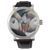 Der Atlantische Puffin, ein pelagischer Seevögel