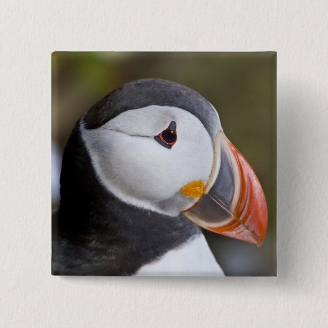 Der Atlantische Puffin, ein pelagischer Seevögel Button (Vorderseite)