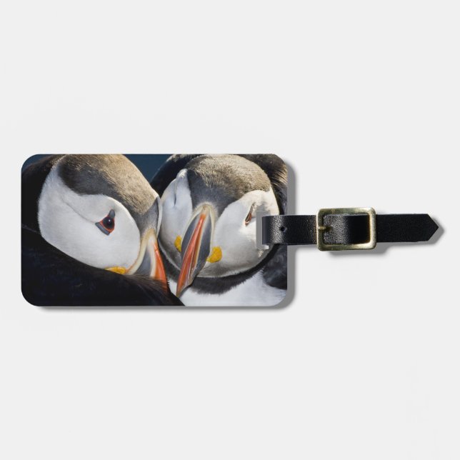 Der Atlantische Puffin, ein pelagischer Seevögel Gepäckanhänger (Vorderseite horizontal)