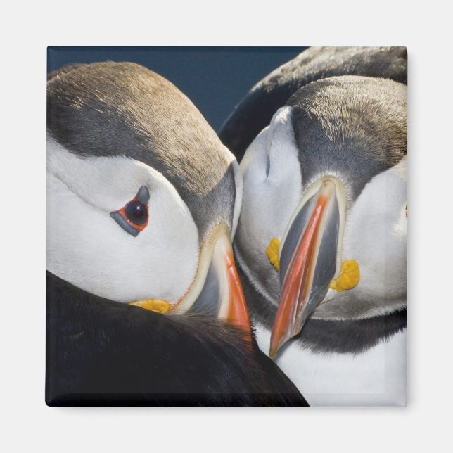 Der Atlantische Puffin, ein pelagischer Seevögel Magnet (Vorne)