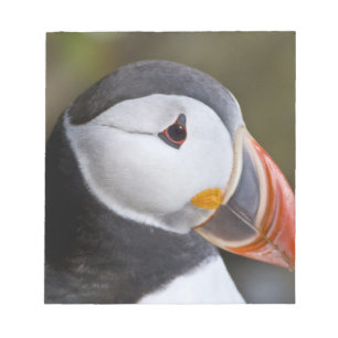 Der Atlantische Puffin, ein pelagischer Seevögel Notizblock