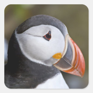 Der Atlantische Puffin, ein pelagischer Seevögel Quadratischer Aufkleber