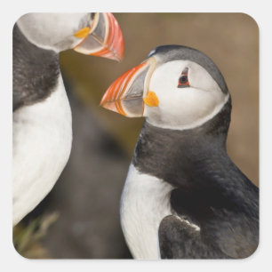 Der Atlantische Puffin Quadratischer Aufkleber