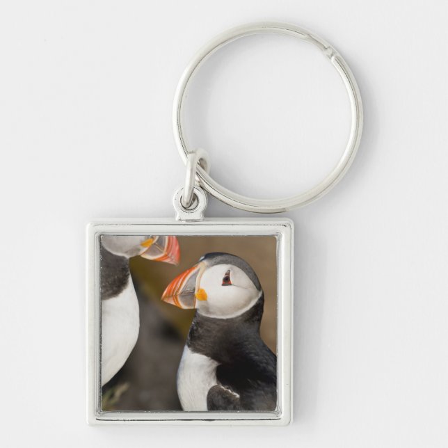 Der Atlantische Puffin Schlüsselanhänger (Vorne)