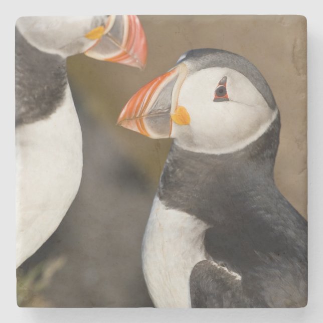 Der Atlantische Puffin Steinuntersetzer (Vorderseite)