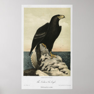 Der Ausdruck "Nordsee-Adler" Poster