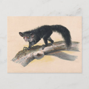 Der Aye-Aye von Joseph Wolf Postkarte
