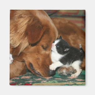 Der Babysitter Magnet