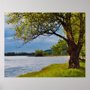 Der Baum auf der Bank Poster