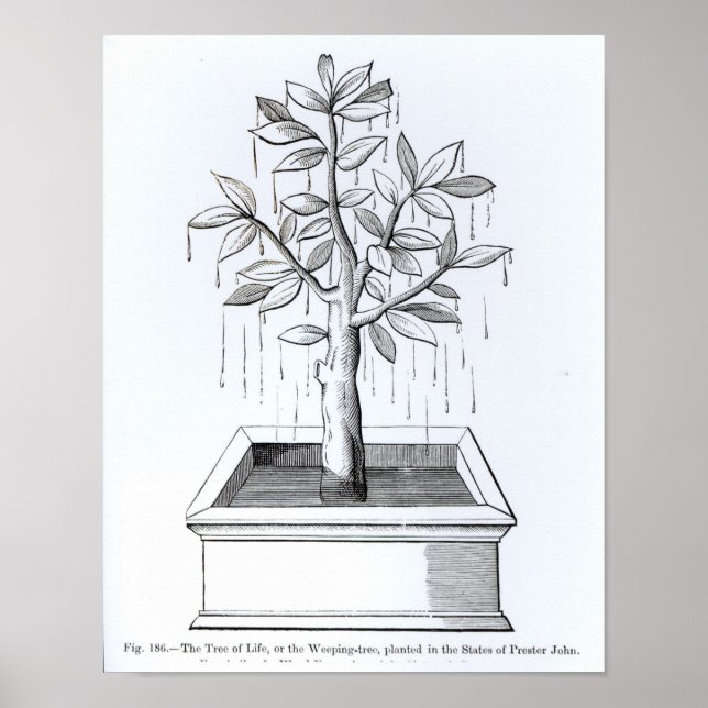 Der Baum des Lebens oder der weiche Baum Poster (Vorne)