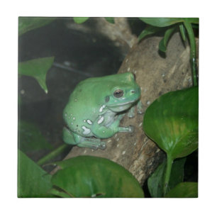 Der Baum-Frosch des Weiß, pummelig Frosch Fliese