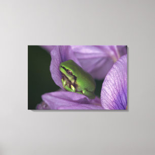 Der Baumfrosch des Weiß Leinwanddruck