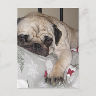 Der beste Freund eines Mannes... Postkarte