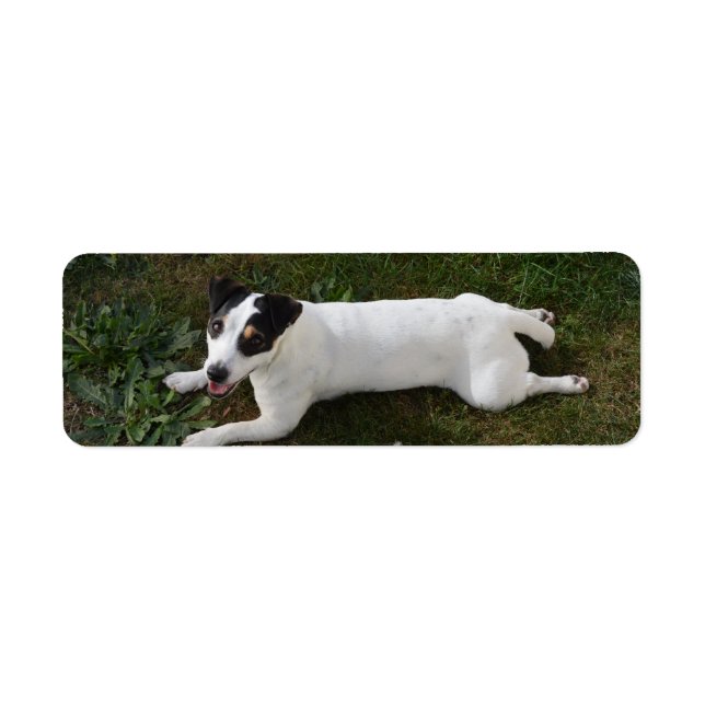 Der bezaubernde, energiegeladene Jack Russell (Vorne)