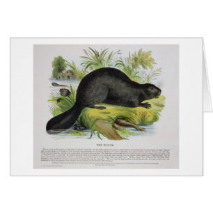 Der Biber, pädagogische Illustrations-Kneipe.
