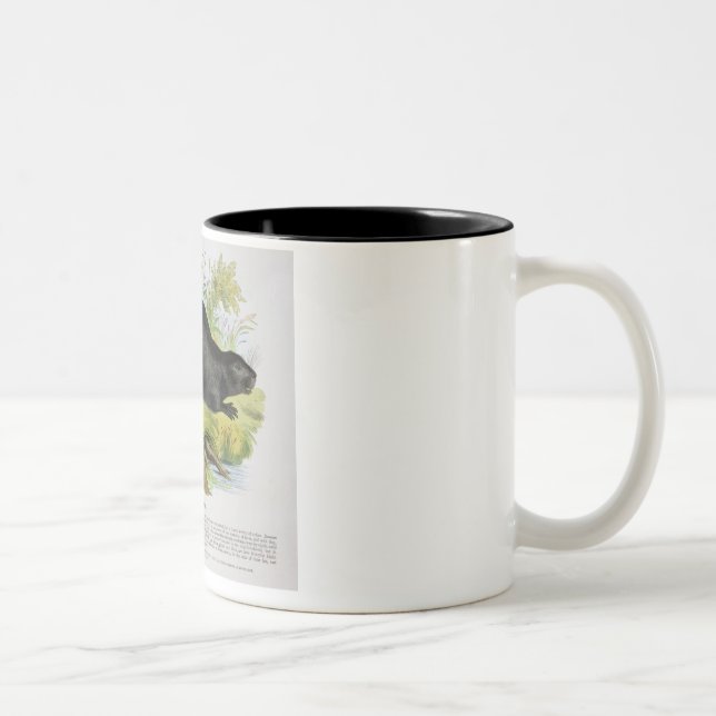 Der Biber, pädagogische Illustrations-Kneipe. Zweifarbige Tasse (Rechts)