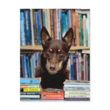 Der Bibliothekar