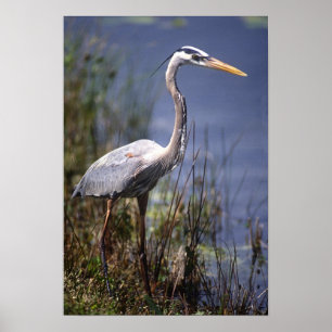 Der Blaue Heringsvogel wurde überall gefunden Poster