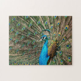 Der blaue Pfau
