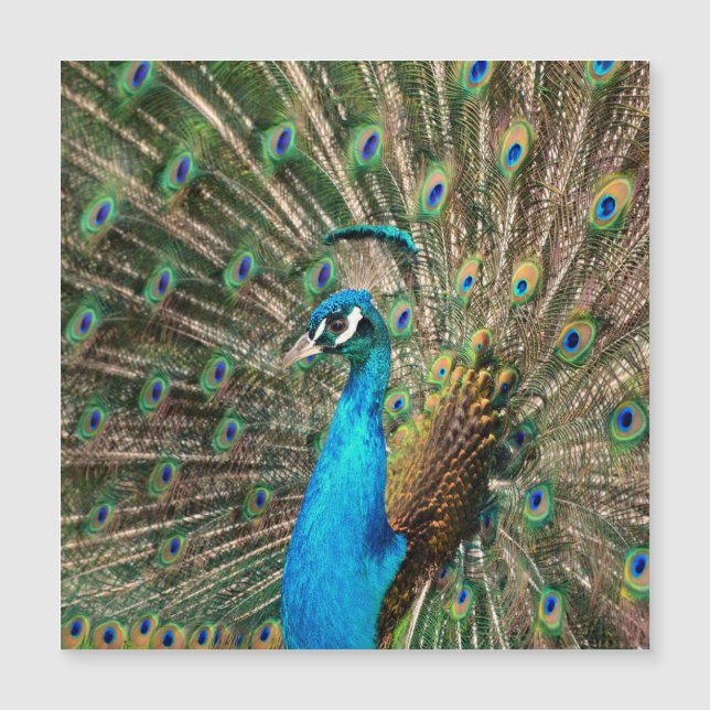 Der blaue Pfau Magnetkarte (Vorderseite)