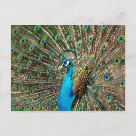 Der blaue Pfau Postkarte