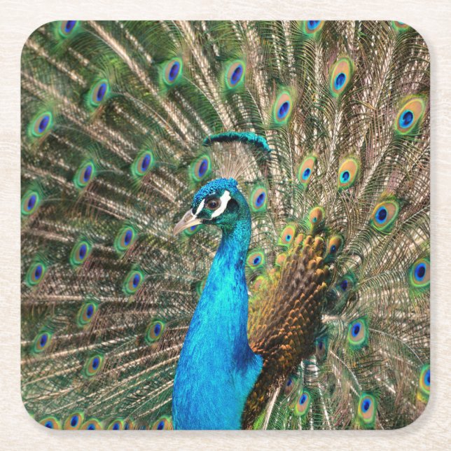Der blaue Pfau Rechteckiger Pappuntersetzer (Vorderseite)