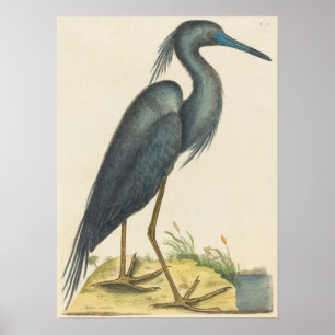 Der blaue Reiher-Druck durch Kennzeichen Catesby Poster