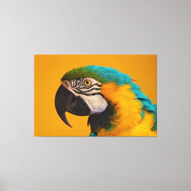 Der blaue und gelbe Ara Arauna Parrot Bird Leinwanddruck (Vorderseite)
