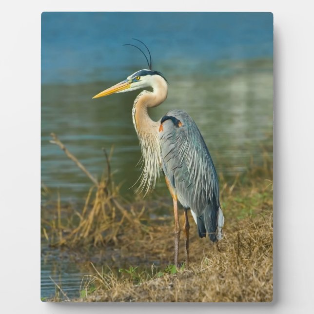 Der Blaue Vogel am Teich Fotoplatte (Vorderseite)