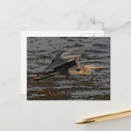 Der Blaue Vogel im Flug Postkarte