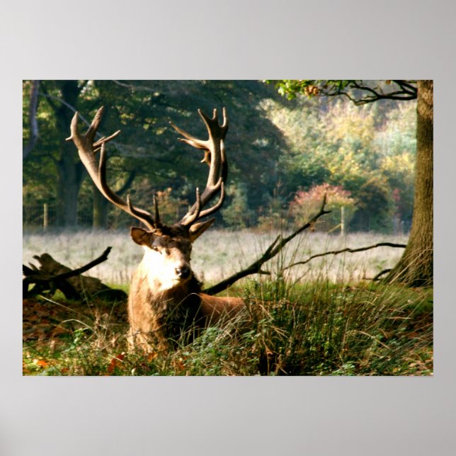 Der Boss Poster (Vorne)