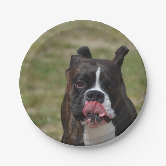 Der Boxer-Hund, der seins leckt, hackt Pappteller (Vorderseite)