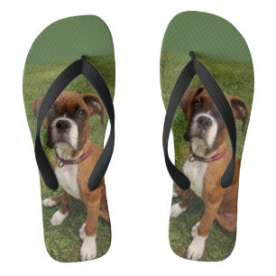 DER BOXER-HUND drehen Reinfälle um Flip Flops
