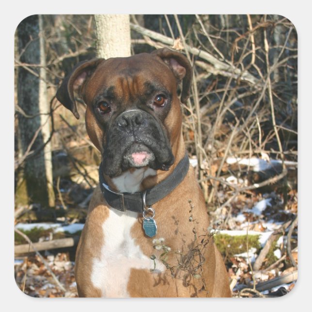 Der Boxer im Wald Quadratischer Aufkleber (Vorderseite)
