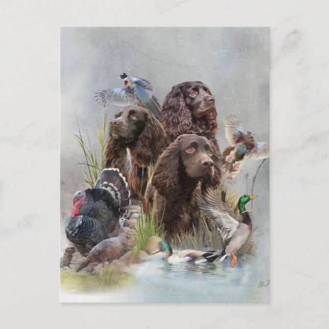 Der Boykin Spaniel Postkarte (Vorderseite)
