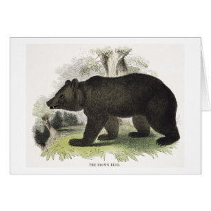 Der Braunbär, pädagogische Illustrations-Kneipe.
