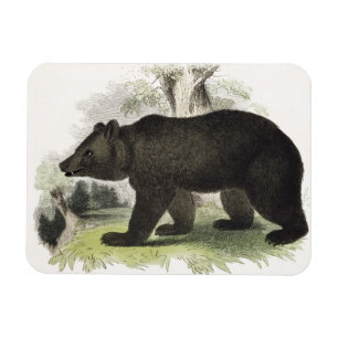 Der Braunbär, pädagogische Illustrations-Kneipe. Magnet