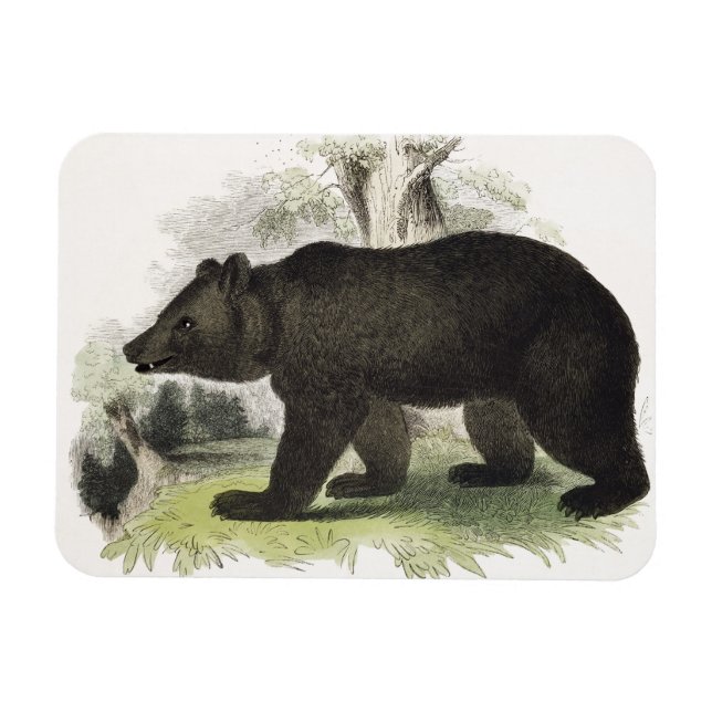 Der braune Bär, pädagogische Illustrationsstube Magnet (Horizontal)