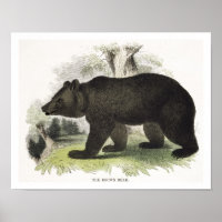 Der braune Bär, pädagogische Illustrationsstube