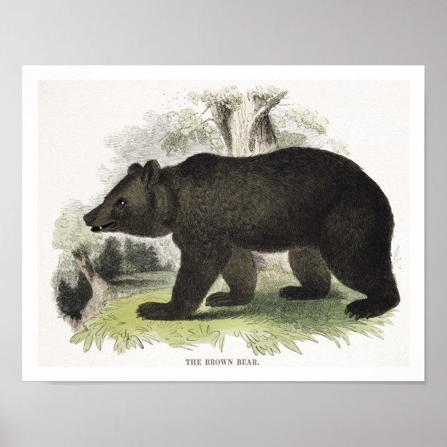 Der braune Bär, pädagogische Illustrationsstube Poster (Vorne)