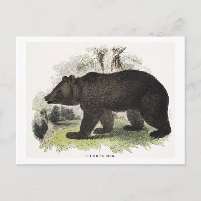 Der braune Bär, pädagogische Illustrationsstube Postkarte (Vorderseite)