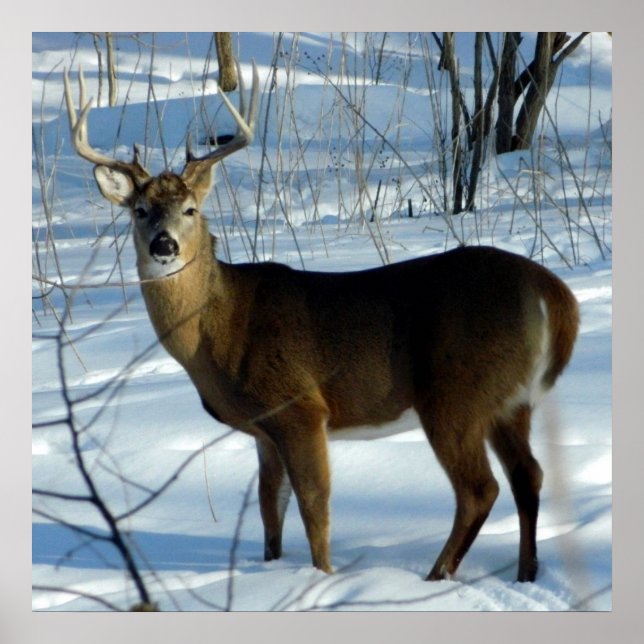 Der Buck hält hier (Hirsch) Poster. Poster (Vorne)